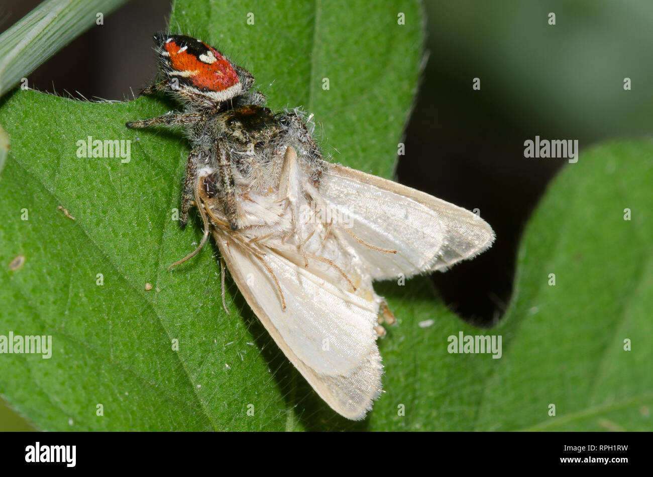 Jumping Spider, Phidippus sp., con polilla, orden Lepidoptera, Prey Foto de stock