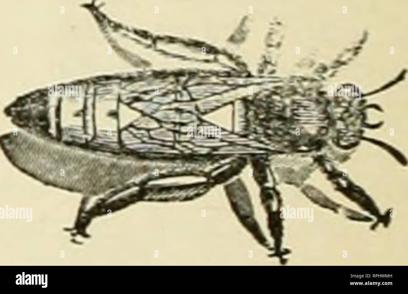 American Bee Journal Cultura De Abejas Las Abejas Lewis