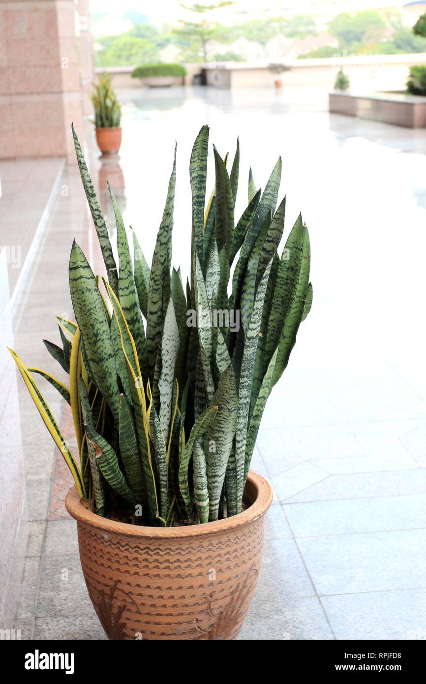 Sansevieria trifasciata o conocido como Lengua de Suegra o planta de serpiente Foto de stock