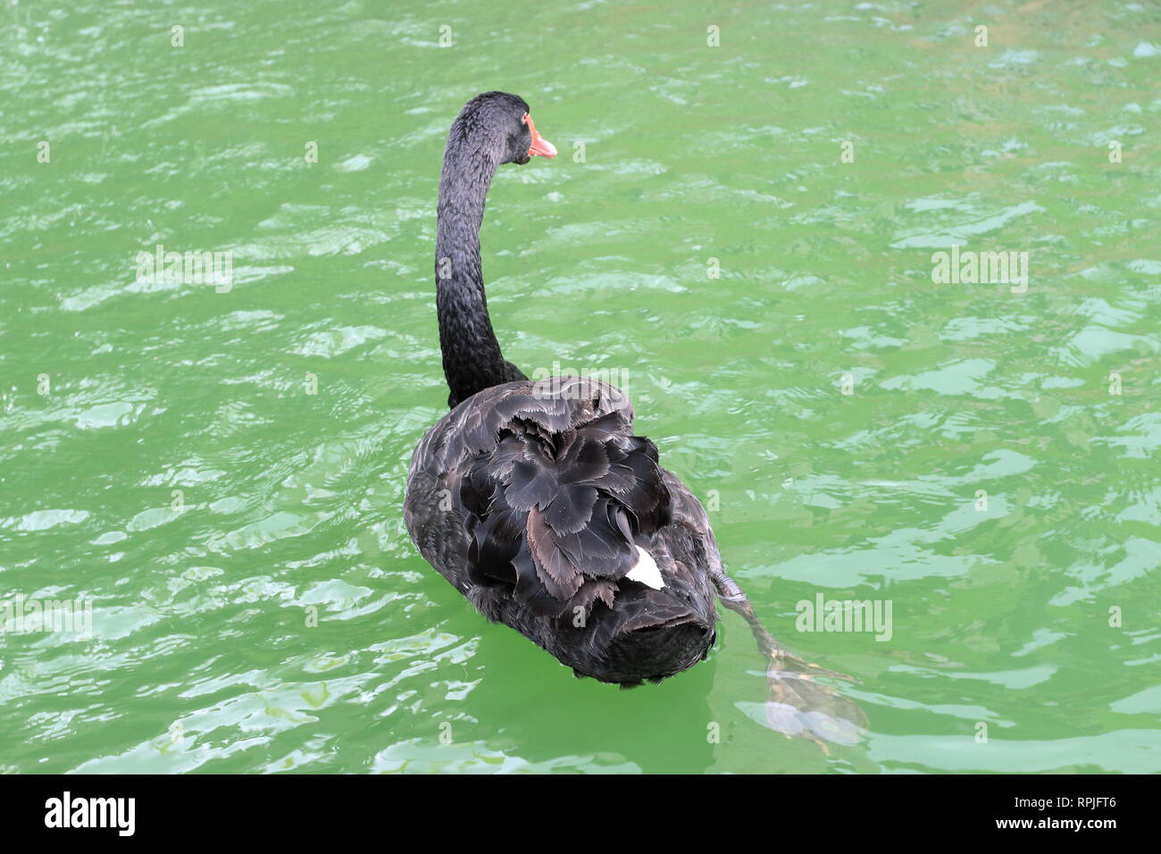 Vista posterior de un cisne negro en un tanque de agua Foto de stock
