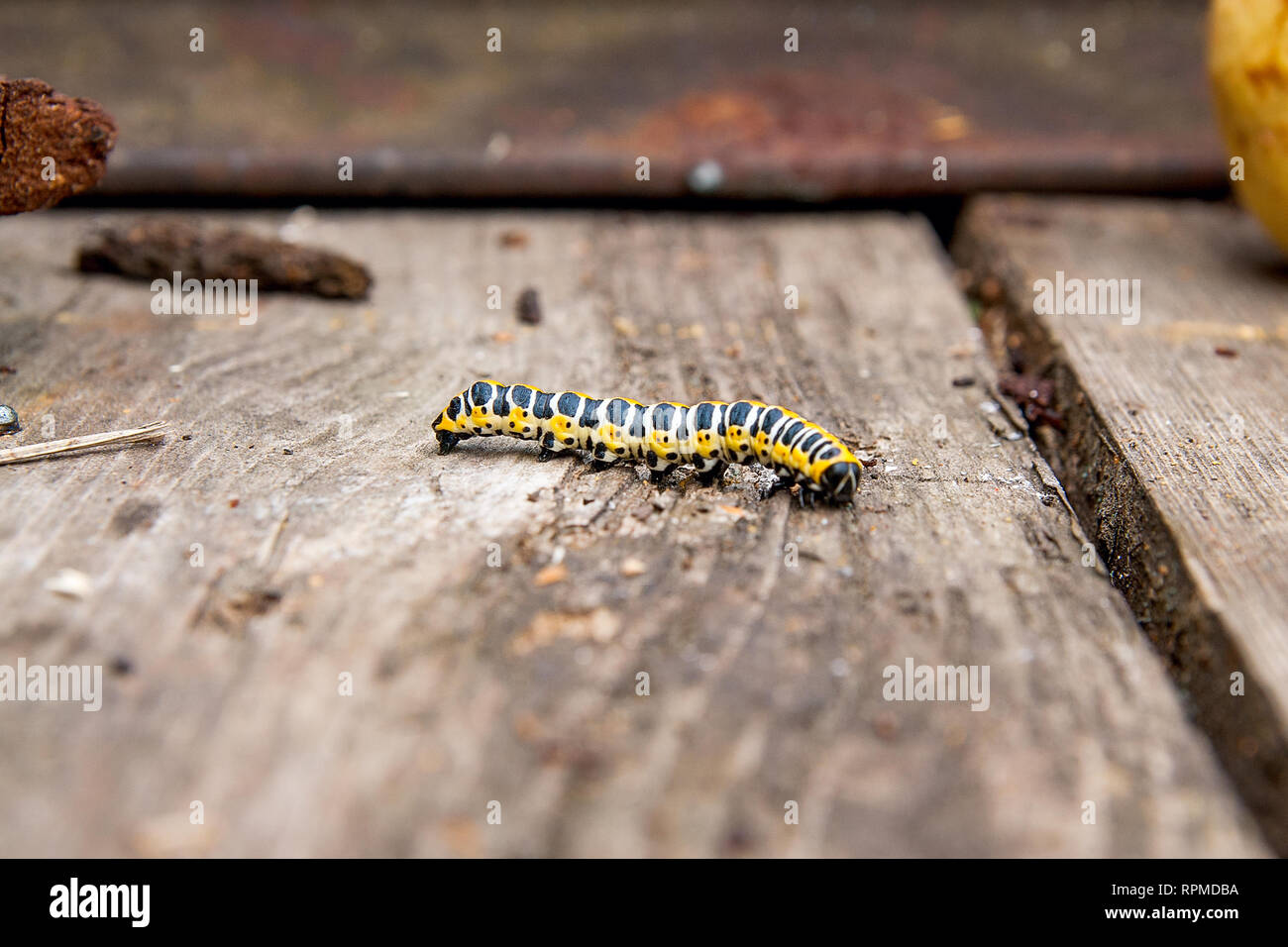 Hermosa madera vintage de Caterpillar se arrastra sobre el fondo. Caterpillar del Viejo Mundo (Papilio machaon Papilio canadensis), una mariposa de la familia Papil Foto de stock