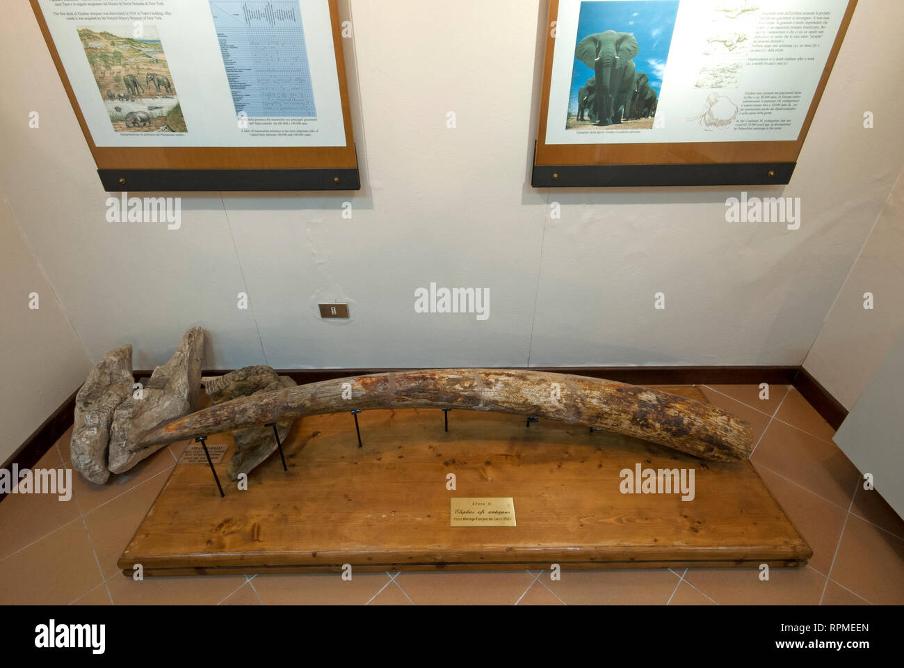 Colmillo de Elephas (Palaeoloxodon Antiquus), Museo Prehistórico de Pofi, Lacio, Italia Foto de stock