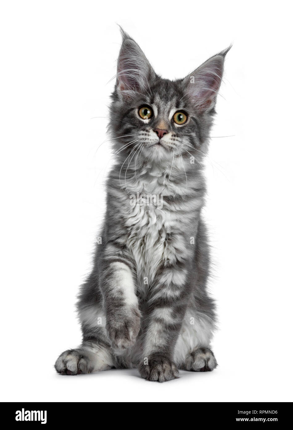 Muy Lindo Azul Atigrado Gato Maine Coon Gatito Sentados Frente A