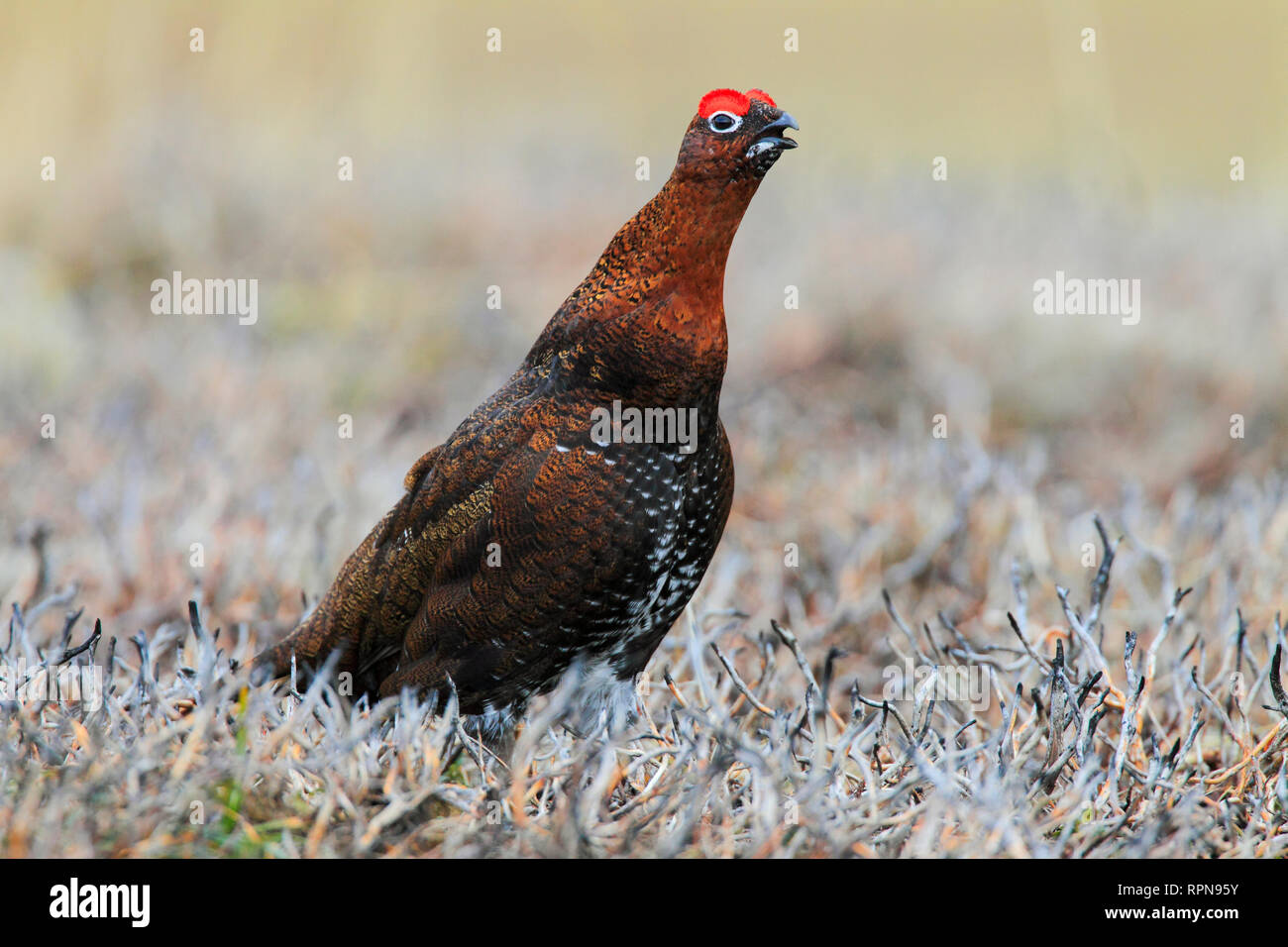 Zoología / animales, aves (Aves), sauce, sauce schottische urogallo urogallo, Lagopus Lagopus scoticus, R-Clearance-Info Additional-Rights-Not-Available Foto de stock
