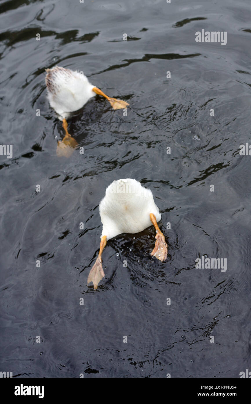 Dos patos divertidos en el agua con los fondos para arriba mientras que buscan la comida Foto de stock