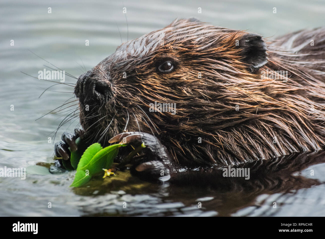Zoología / animales, mamíferos mamíferos / (Mammalia), el castor