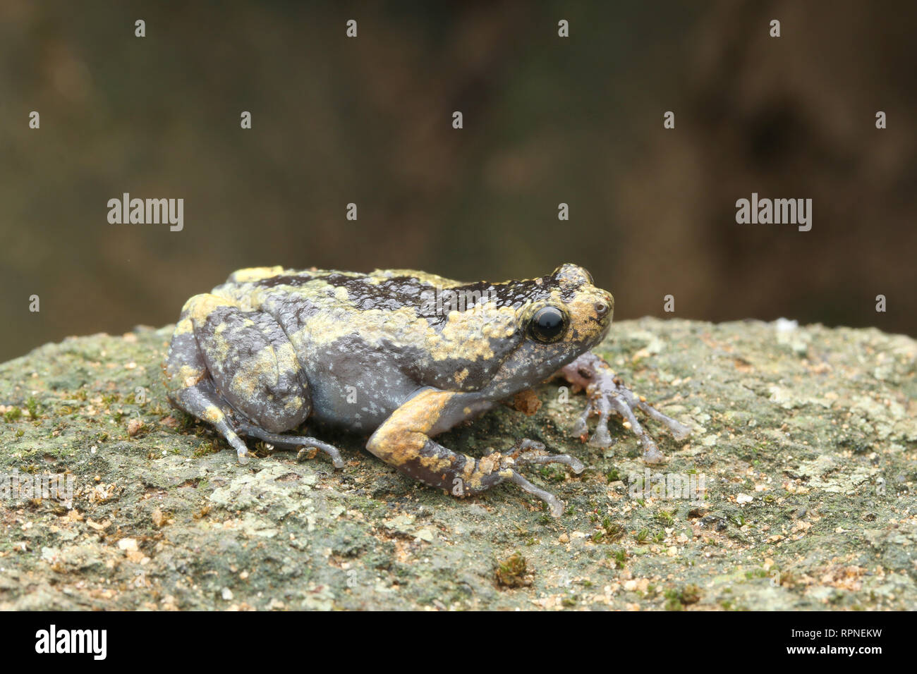 Uperodon obscurus Foto de stock