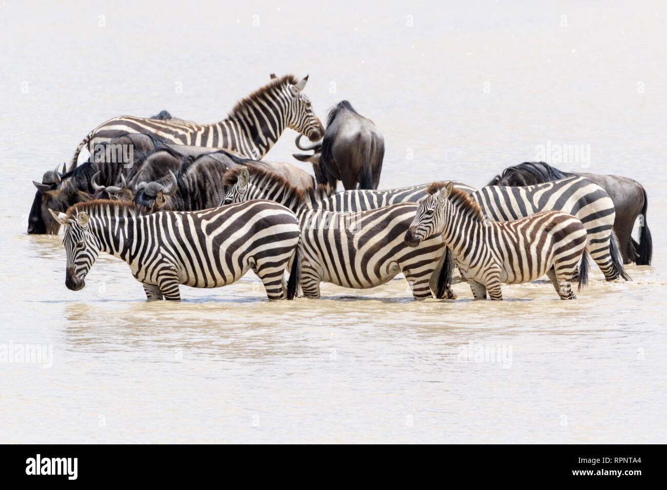 Comunes o llanuras (zebra Equus quagga) manada, con agua potable durante la gran migración, el cráter del Ngorongoro, Tanzania parque nacional Foto de stock