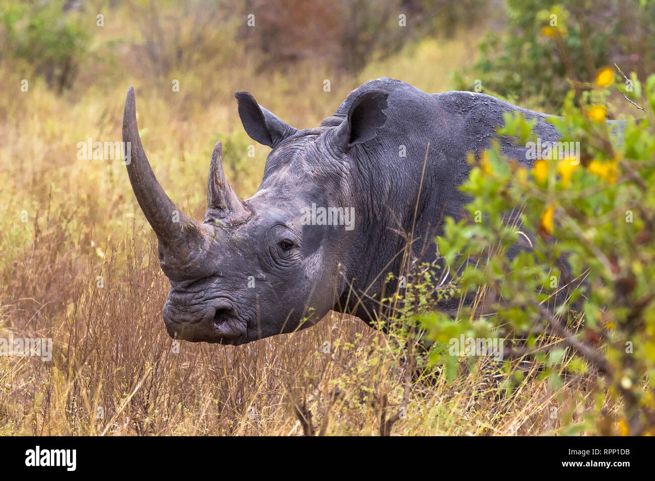 La cabeza de rinoceronte está cerca. Meru, Kenia Foto de stock