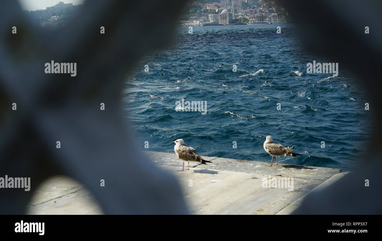 Las gaviotas en Estambul Bósforo Foto de stock