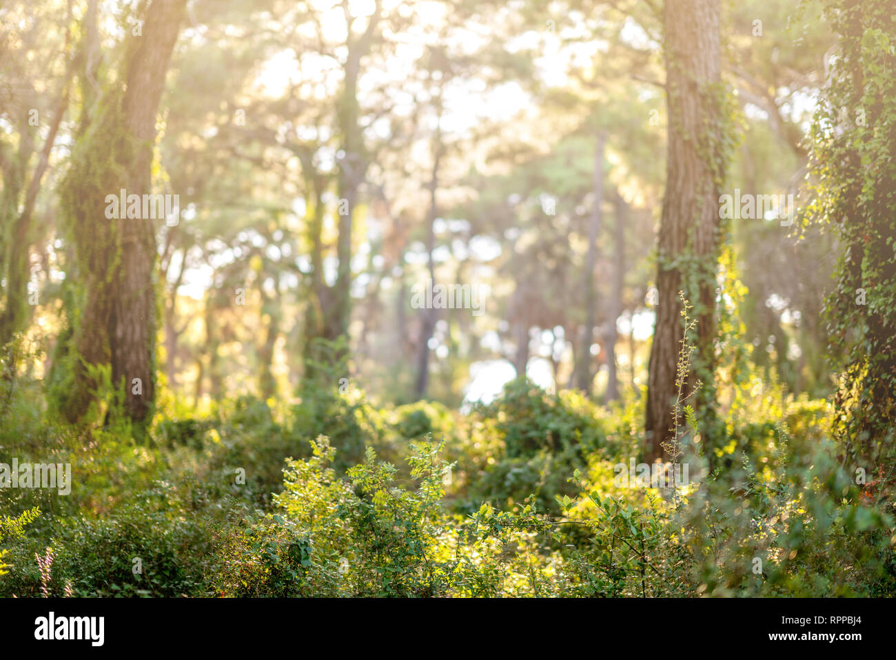 Bosque verde paisaje con la luz del sol. Naturaleza del paisaje Foto de stock