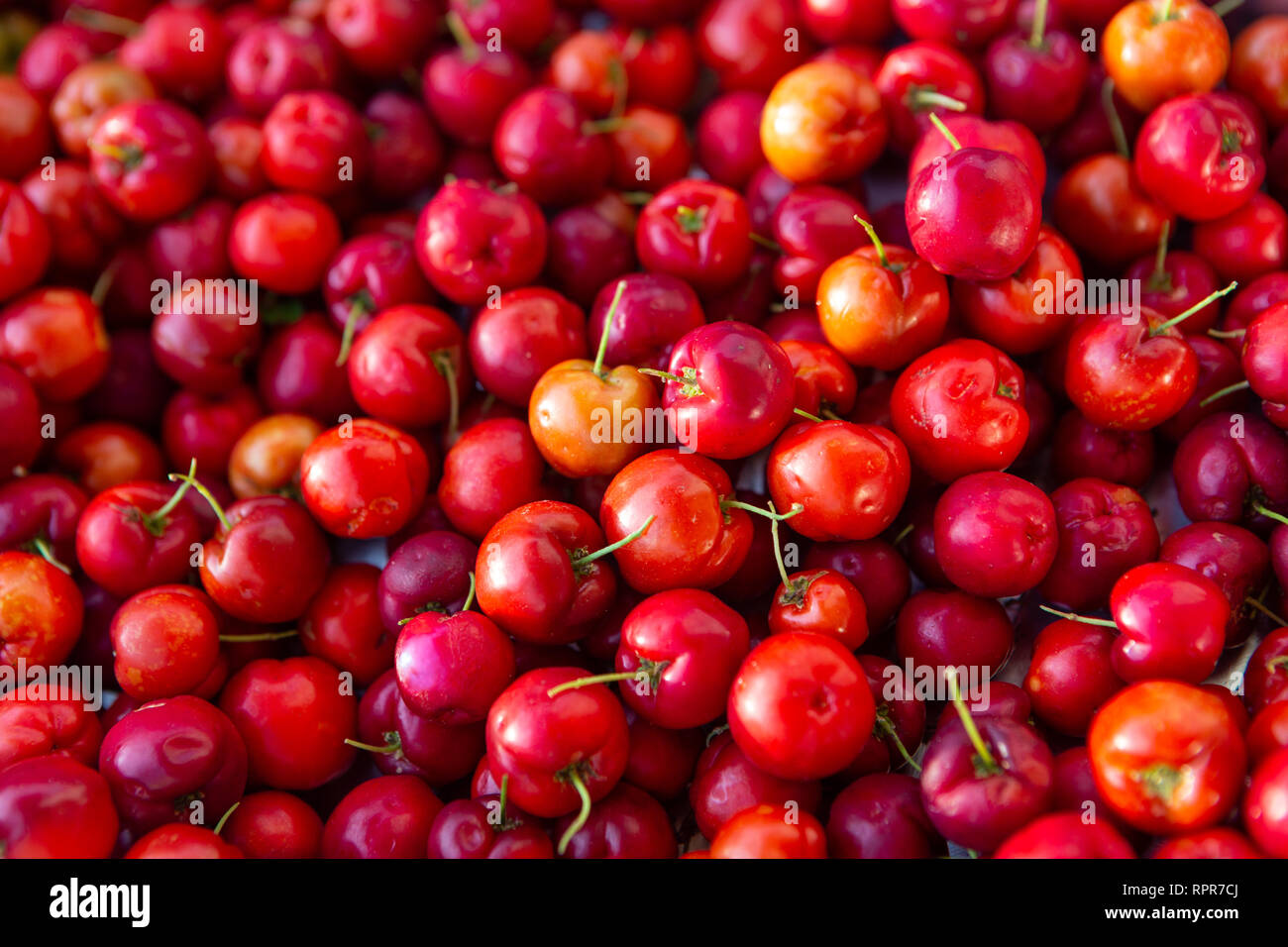 Cierre de "fresco" de cerezas acerola frutos. El jugo de acerola contiene de 40 a 80 veces más vitamina C que el limón o jugo de naranja. Foto de stock