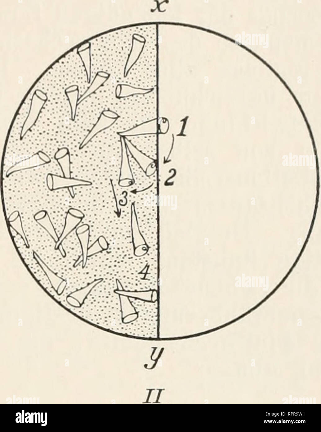 . Allgemeine Physiologie; ein titulada Grundriss der Lehre vom Leben