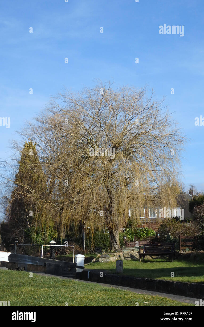 Árbol de sauce llorón Salix babylonica en invierno, REINO UNIDO Fotografía de stock Alamy