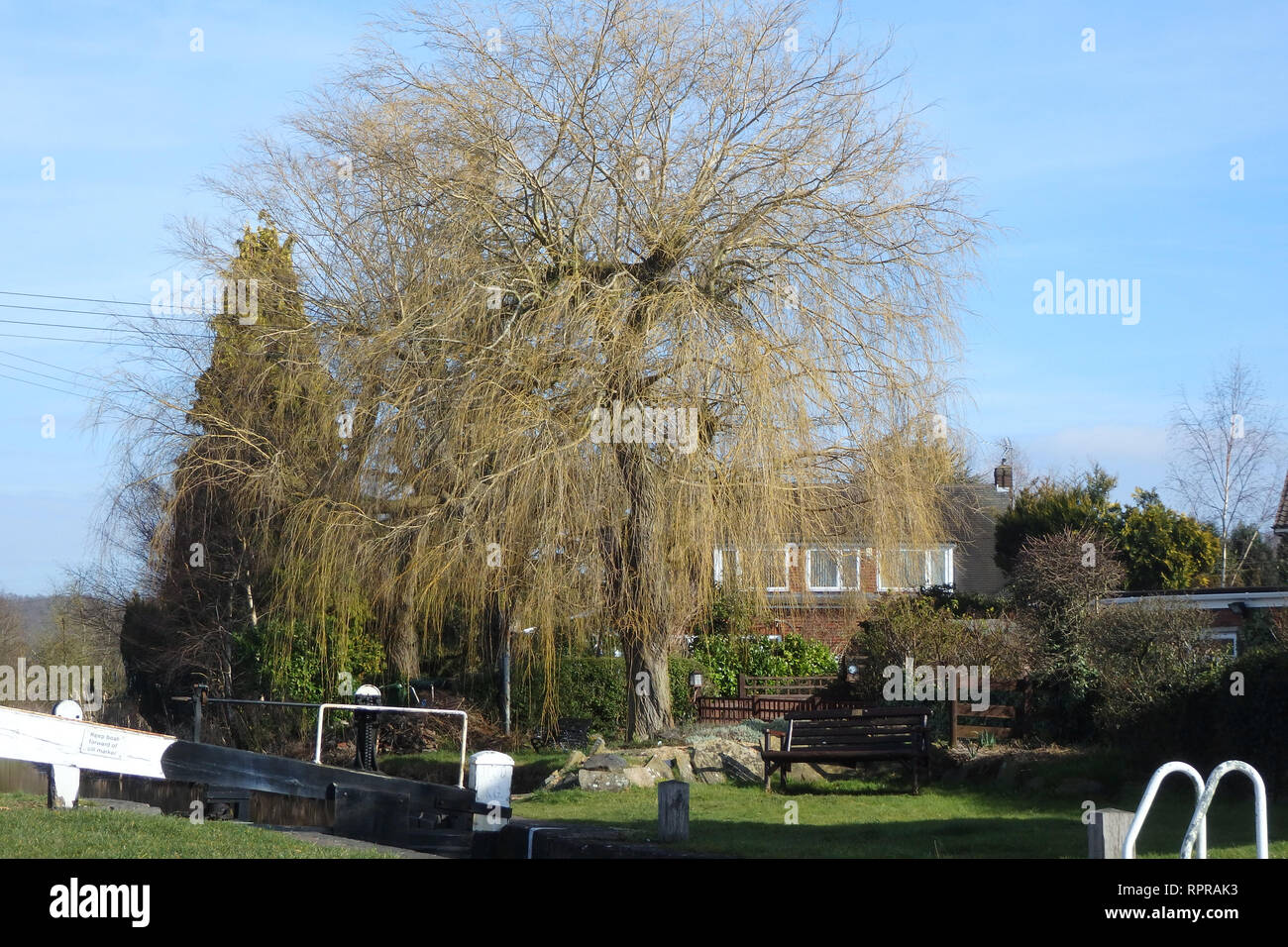 Árbol de sauce llorón Salix babylonica en invierno, REINO UNIDO Fotografía de stock Alamy