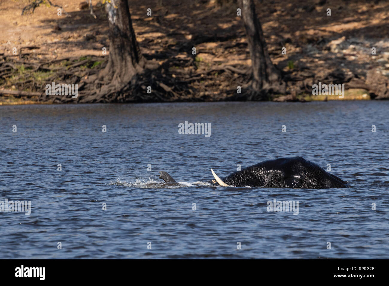 Un elefante jugando y nadando en el río, completamente sumergido, el Parque Nacional Chobe, junto a la ciudad de Kasane en Botswana Foto de stock