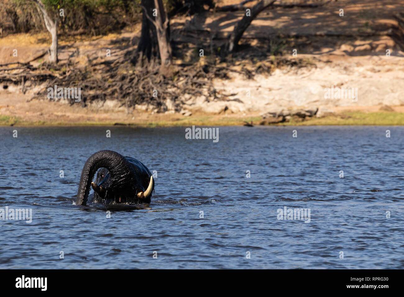 Un elefante jugando y nadando en el río, completamente sumergido, el Parque Nacional Chobe, junto a la ciudad de Kasane en Botswana Foto de stock