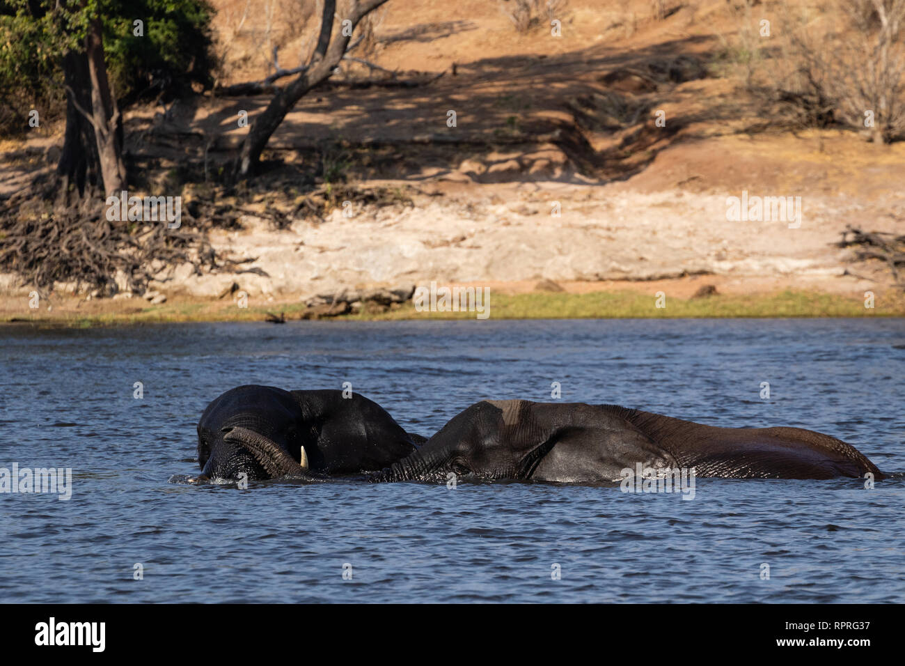 Dos jóvenes elefantes machos juegan peleando y nadando en el río, el Parque Nacional Chobe, Kasane en Botswana Foto de stock