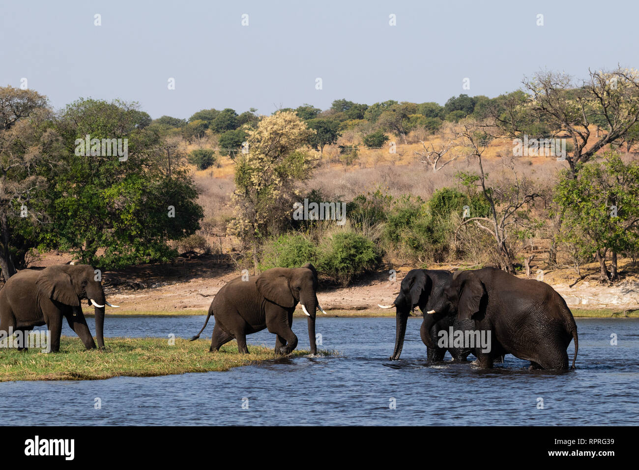 Una pequeña manada de elefantes machos jóvenes juega en la orilla del río, el Parque Nacional Chobe, junto a la ciudad de Kasane en Botswana Foto de stock