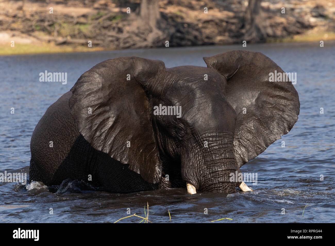 Un elefante emergiendo de un baño y un lavado en el río con sus orejas hacia fuera, Parque Nacional Chobe, Kasane en Botswana Foto de stock