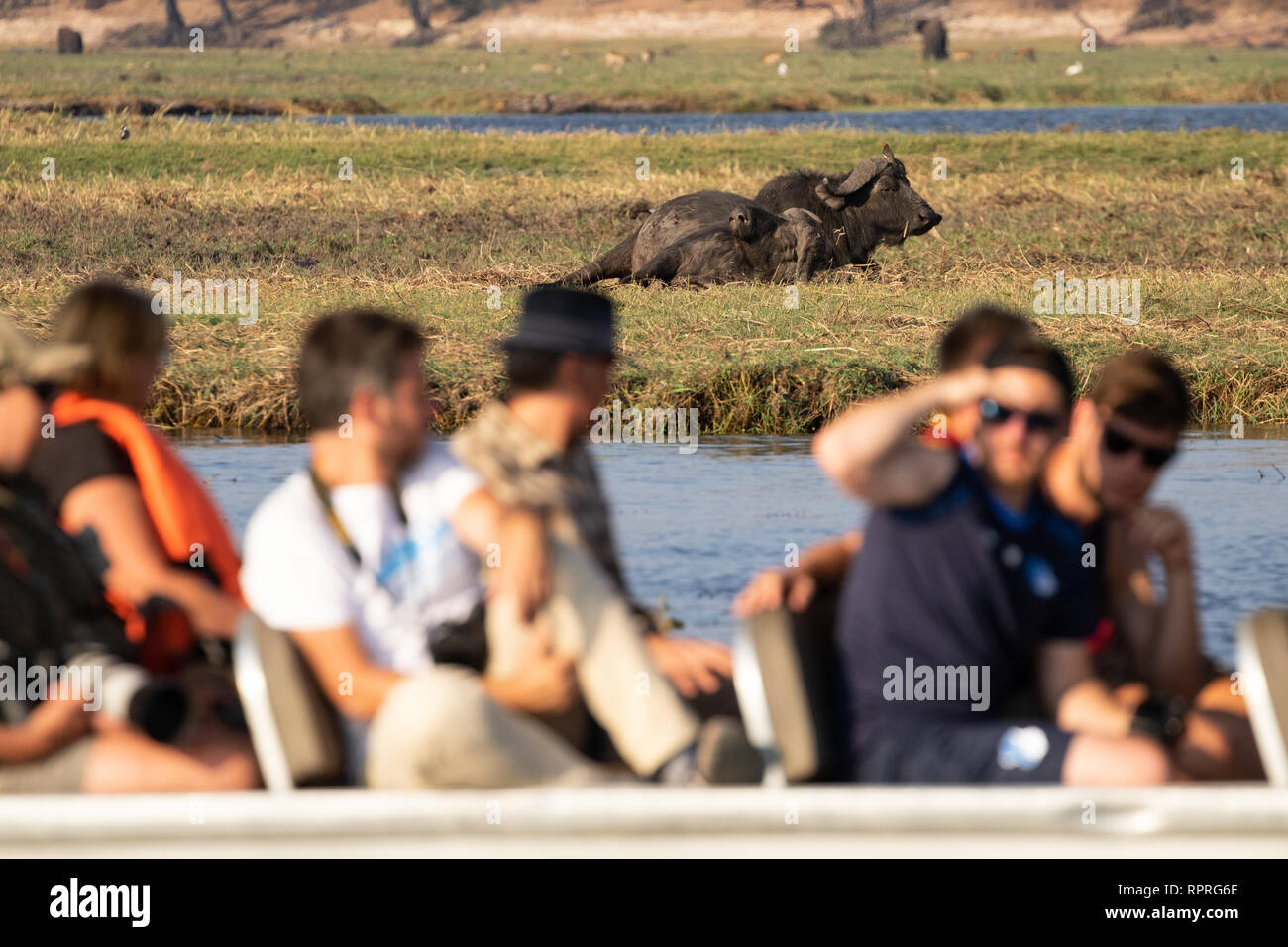 Turistas en un viaje en barco en el Parque Nacional Chobe en Botswana con dos búfalos de cabo descansando en el fondo Foto de stock