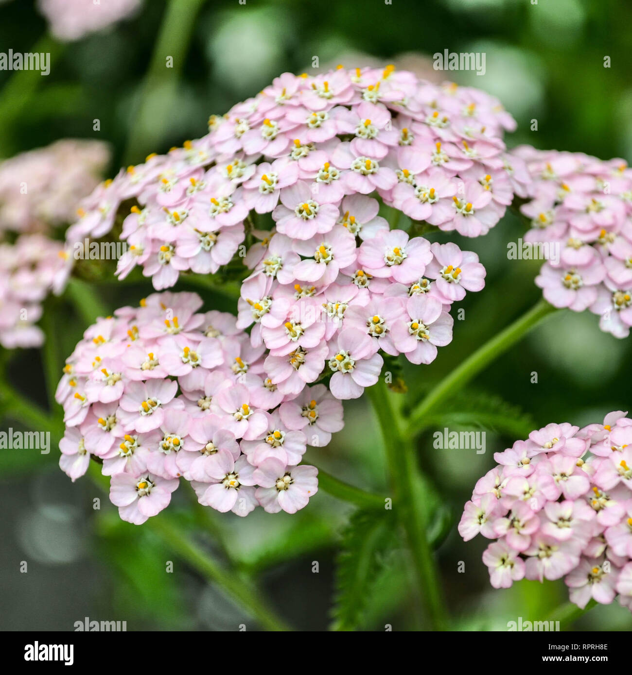 Milenrama (Achillea millefolium), rosa pálido variedad de cerca Foto de stock
