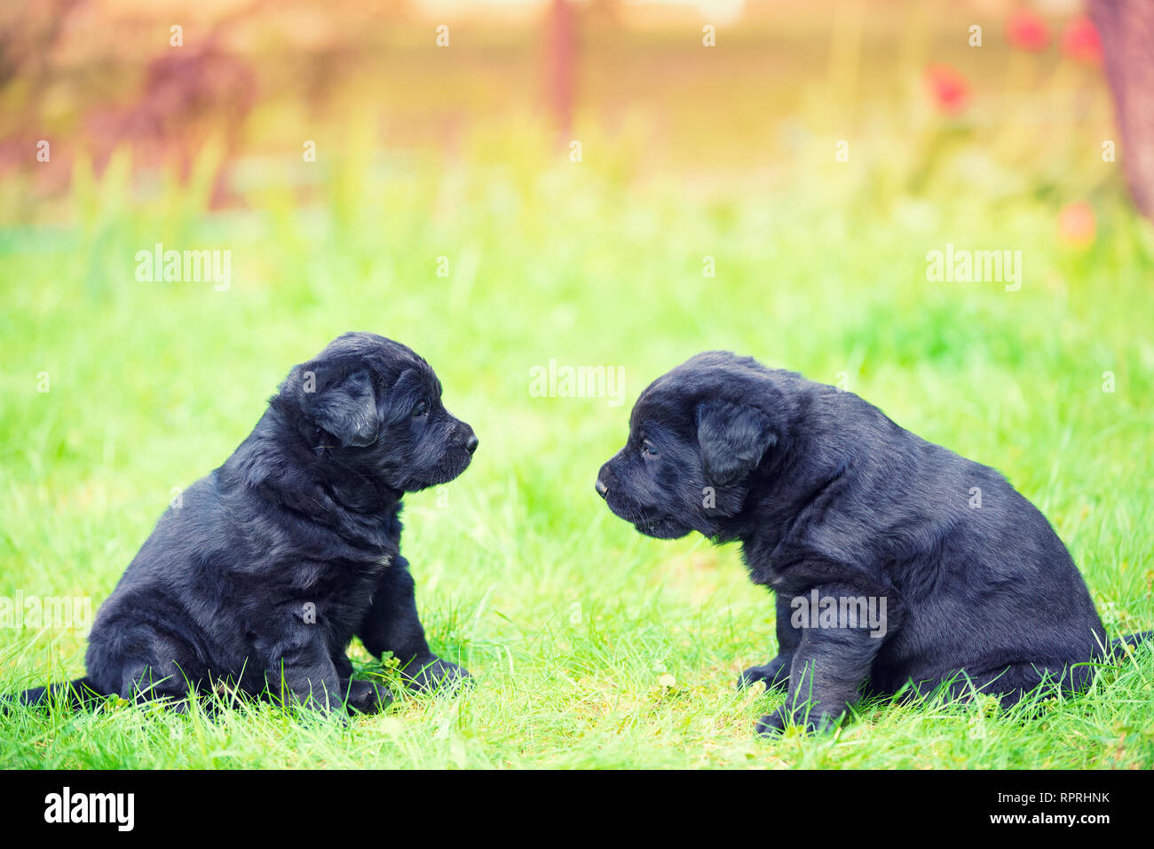 Dos cachorros labrador retriever divertido mirar el uno al otro. Los perros juegan en el césped en el jardín de verano Foto de stock
