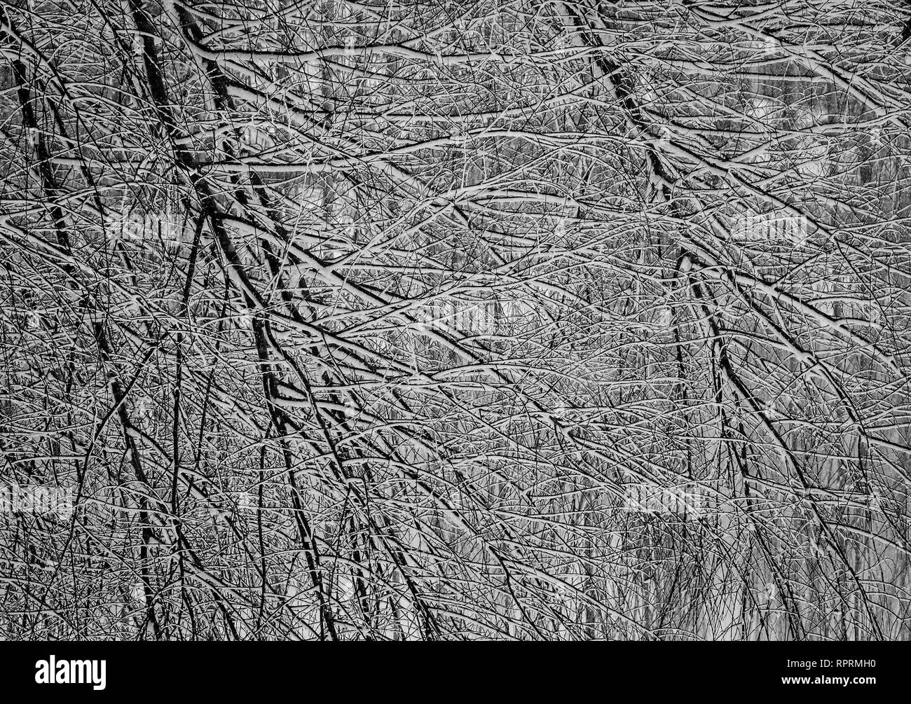 Ramas de árbol abstracto - Fotografía Artística Foto de stock
