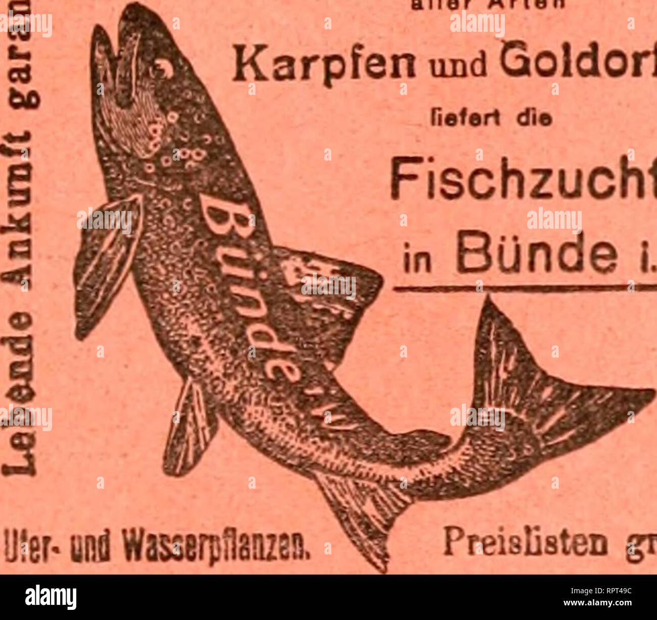 . Allgemeine Fischerei-Zeitung. Beste Forellen, Brut Eier und Setzlinge aller Arten Karpfen und die Fischzucht Goldorfen Fiafert en Bünde i. w.. un " 'S 8*1 Ufer- und WassBrpüsnzsa Preislisten gratia. |ifiilj9örä)liilj Sdjajfptfrij'fdif |ifiljerd= Pfrmaituflg entpfieJiIt ber SOSa^focette, eins uitb jtveifömmetige (Sali;(IEC ®vi^9^I' unb "Sd^uppenf achten, jottjie grüne unb ®oIb=®djIeicn" bei Gemünden (Bayern). = Salmonideneier n. Brut = vierjährigen von mindestens Mutterfisehen. Fränkisohe Spiegelkarpfen. Brut und Laichfische. Seltener <i)^elegenlieitskaaf! Mthv. Sifdint^II 4 x 30 m, 30 mm 3 Foto de stock