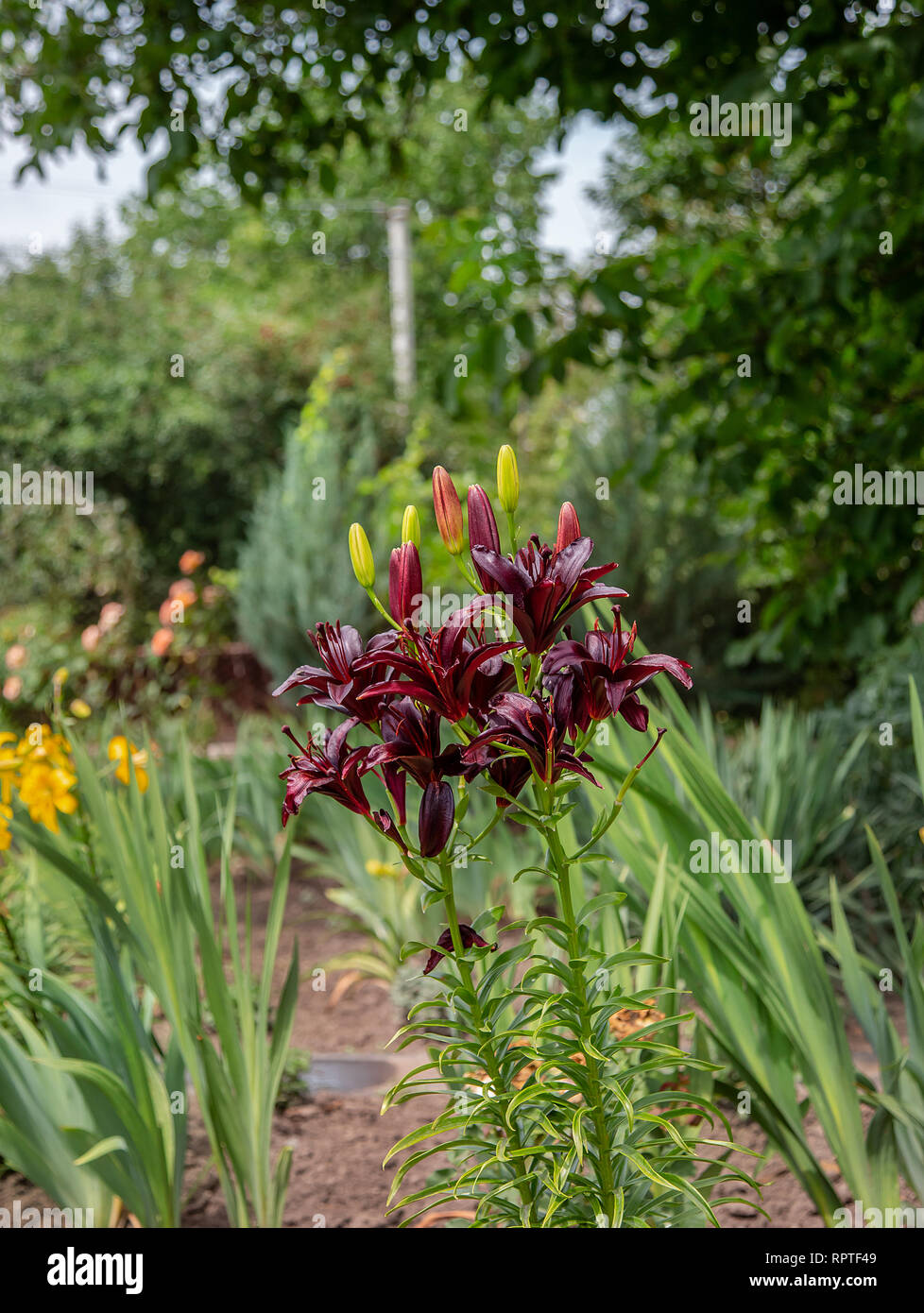 Blooming lirios en el jardín, la floricultura como un hobby. Cultivo de  flores de diferentes calidades y color Fotografía de stock - Alamy