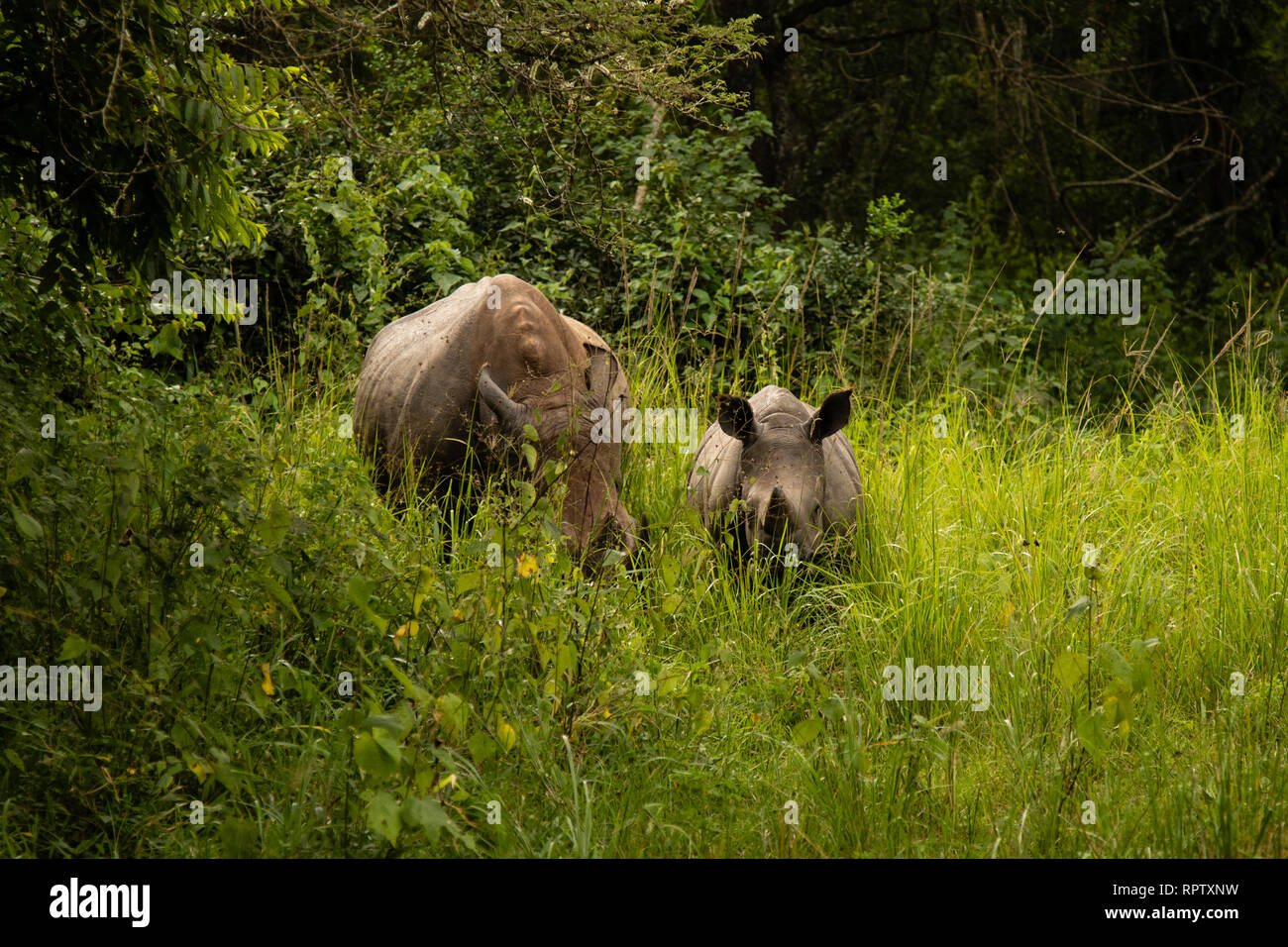 Dos de rinoceronte blanco (Ceratotherium simum), una madre y un ternero, pastoreo en entre el pasto largo en Ziwa Rhino Sanctuary en Uganda Foto de stock