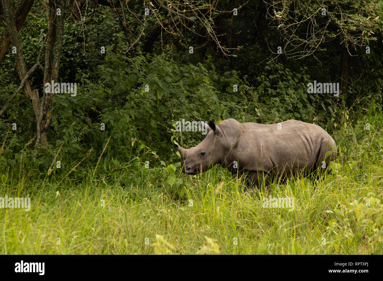 Un rinoceronte blanco (Ceratotherium simum) pastoreo en entre el pasto largo en Ziwa Rhino Sanctuary en Uganda Foto de stock