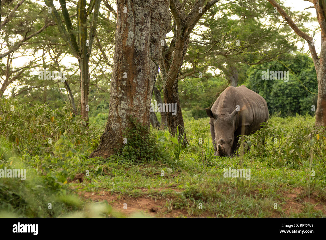 Un rinoceronte blanco (Ceratotherium simum) pastoreo en entre los árboles en Ziwa Rhino Sanctuary en Uganda Foto de stock