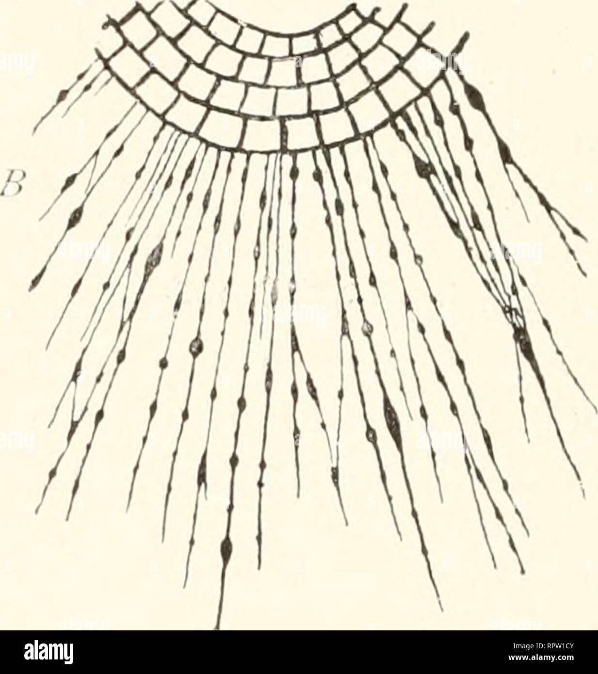 . Allgemeine Biologie. La citología; Histología. Fig. 102. ungestört