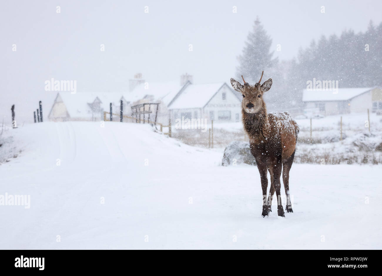 Red Deer erguido orgulloso en las nevadas montañas de Escocia Foto de stock