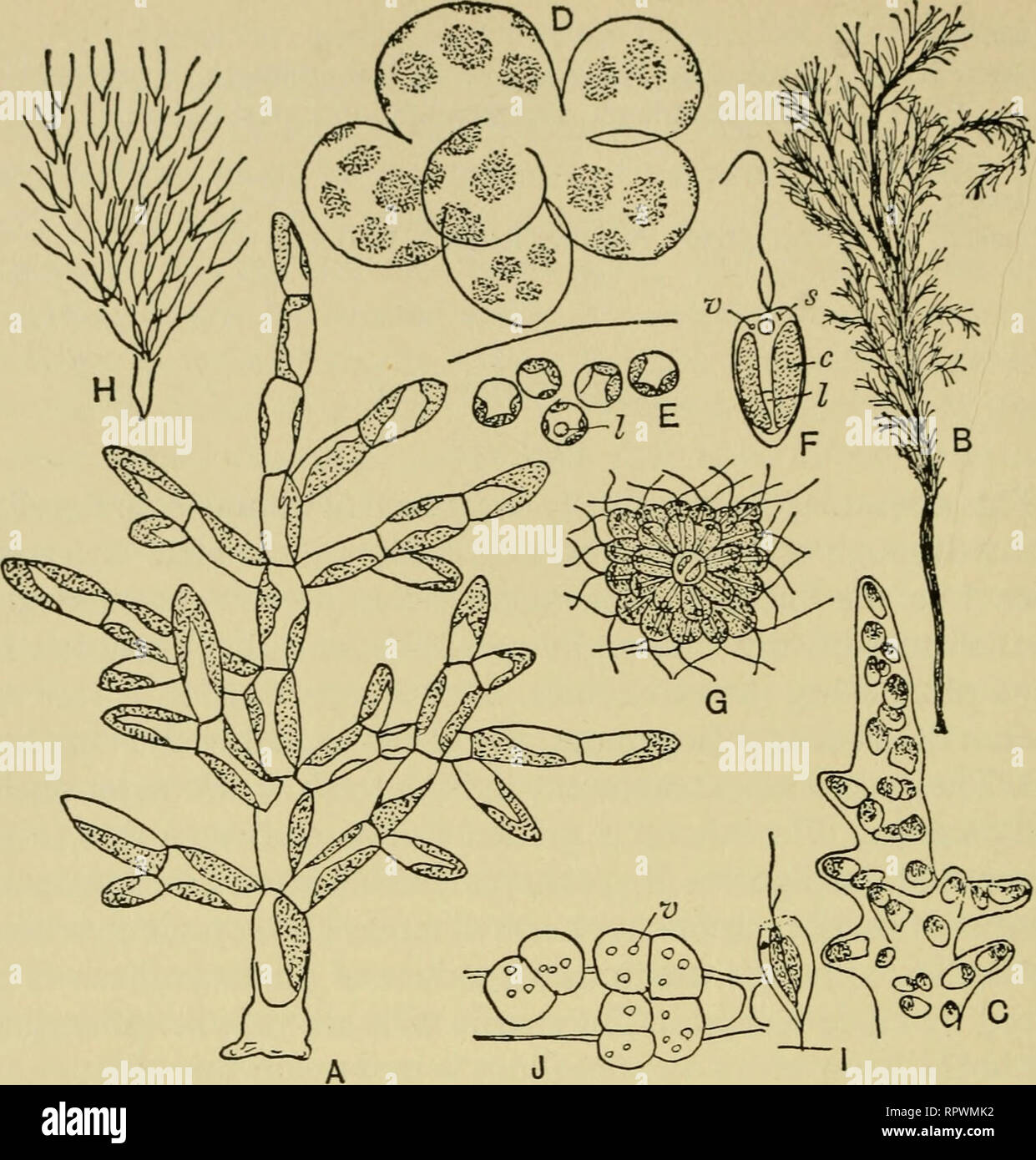 Las algas. Las algas. Fig. 158 Chrysophyceae. Una, Phaeothamnion  confervicolum. B, Hydrurus foetidus. C, H. foetidus, Apex mostrando  ramificados. D, Phaeocystis pouchetii. E de la misma, parte de la planta. /  =