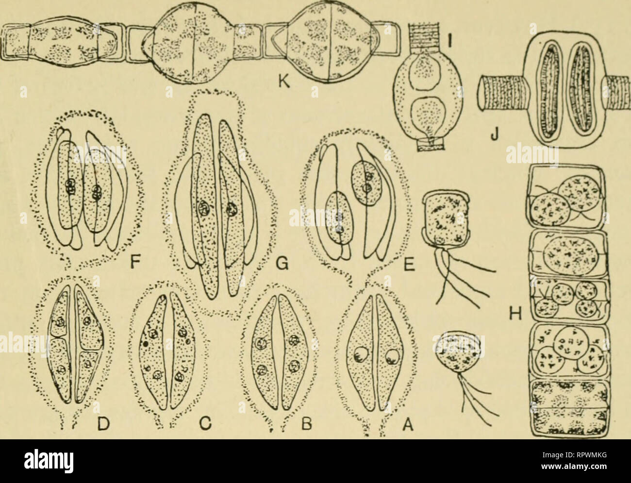 algas. Las algas. V? D %.:^ C Fig. Bacillariophyceae. A-G, auxospore formación por dos celdas la diatomea pennate, Cymbella Synaptic una con- tracción. B, después de la