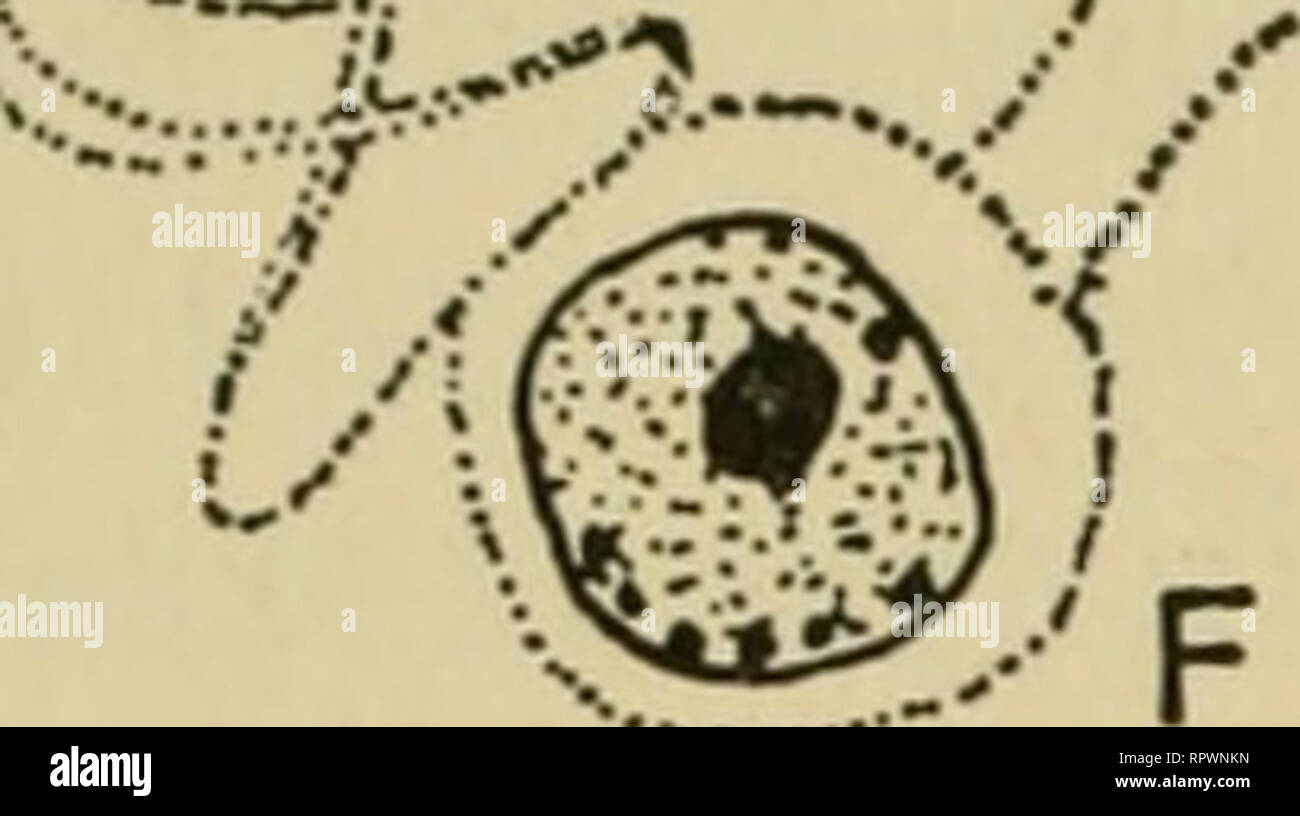 Porfiridio Fotos E Imagenes De Stock Alamy