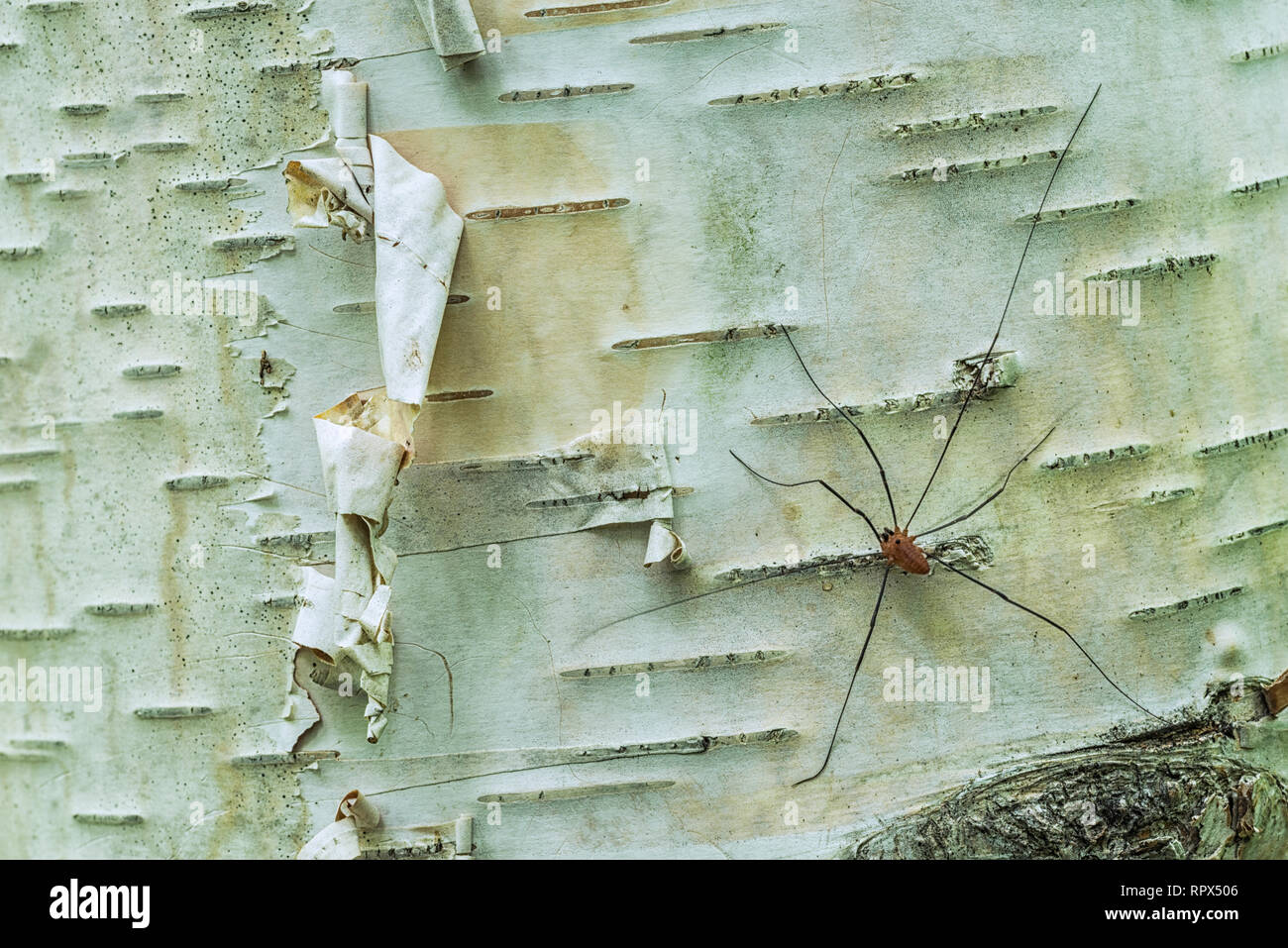 Zoología / animales, araña (Arachnida), Brown Dady largas piernas araña (Phalangium opilio) sobre blanco pape, Additional-Rights-Clearance-Info-Not-Available Foto de stock