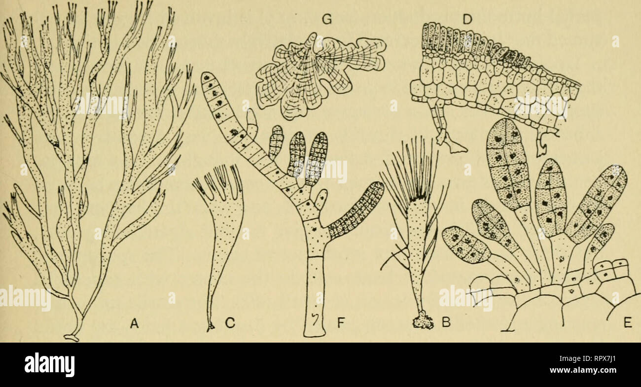 Las Algas Las Algas Fig 79 Cutleria Multifida Una La Planta X B Joven Plantling C Plantling Ligeramente Mayores Para Mostrar Ramificados D Seccion Transversal Del Talo Con Esporangios