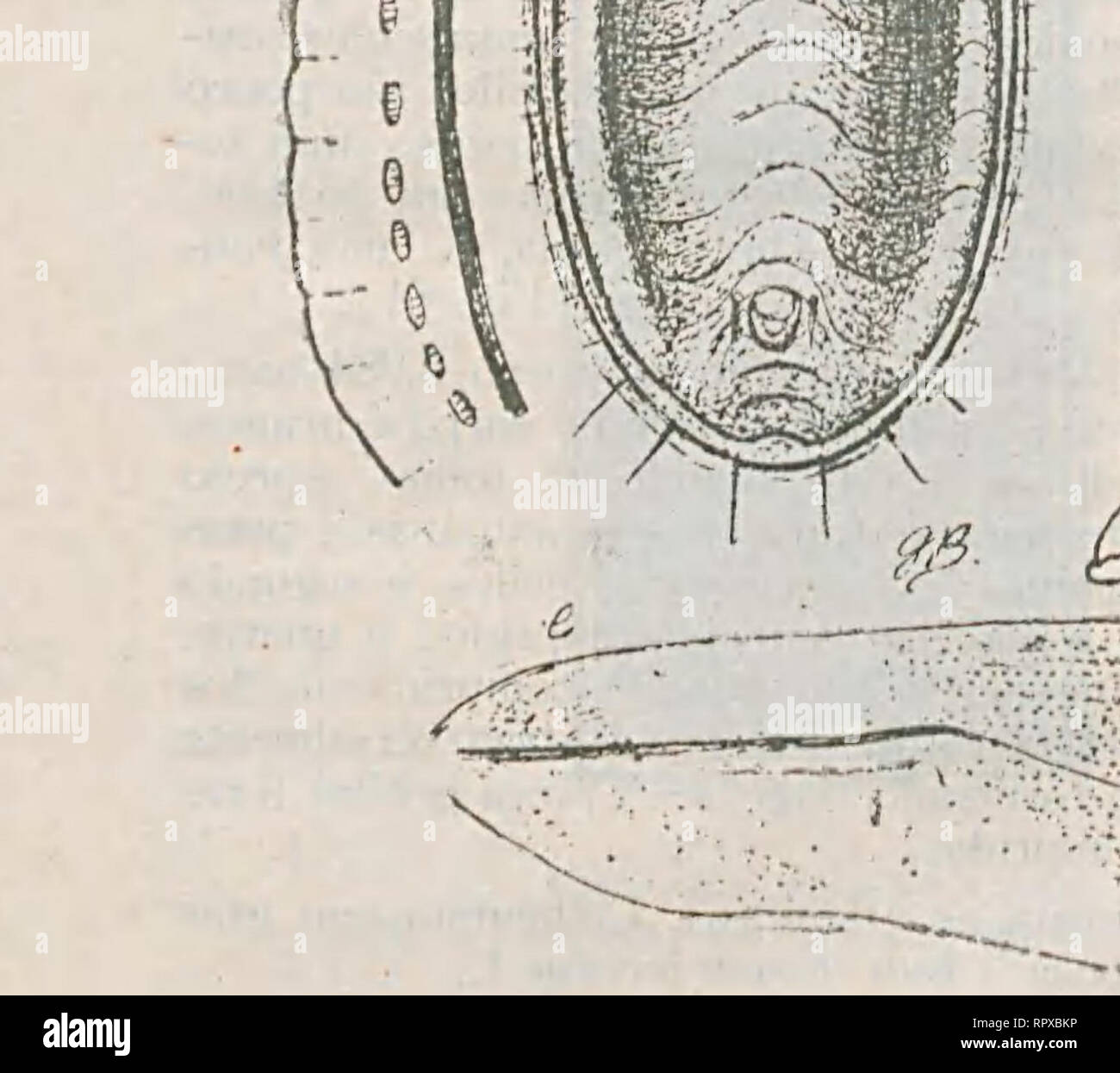 Aleyrodideos Do Brasil Catalogo Descriptivo Homopteros Hemipteros Dos Da Familia Dos Aleyrodideos Insectos Plantas Das Parasitas Encontrados No Brasil 141 Thoracica Transversal Ha Um Par De Pequenos Pellos Um Outro