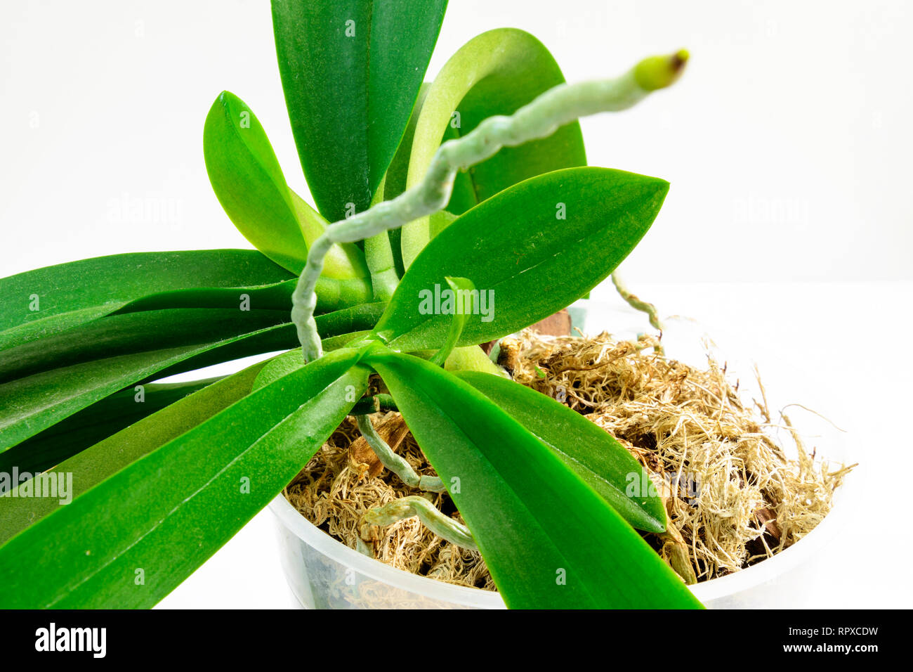 Automáticamente Delicioso galope Cultivo de orquídeas en casa. Las pequeñas plantas jóvenes con raíces aéreas  en fase activa Fotografía de stock - Alamy