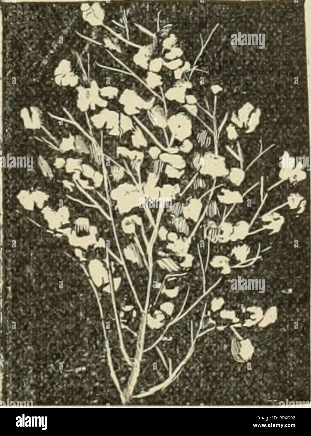 . Alexander drogas y Seed Co. y descriptivo anual del catálogo ilustrado. PETERKIN mejorado del algodón. Prolífico, Oneu creciente o ramificada, Excel- cuaresma grapado, grandes, pequeñas cápsulas de semillas y los rendimientos del 40%, lleno de pelusas Col ton. Hace ocho años, hemos introducido la semilla de esta espléndida variedad de algodón para el origi- nador, el Capitán J. A. Peterkin, de Carolina del Sur. Hemos vendido grandes cantidades de semilla, y teniendo al país en general, desde Carolina del Norte a Texas, ha dado más satisfacción general que cualquier mejora el algodón nunca pone en el mercado. Se ha sostenido continuamente Foto de stock