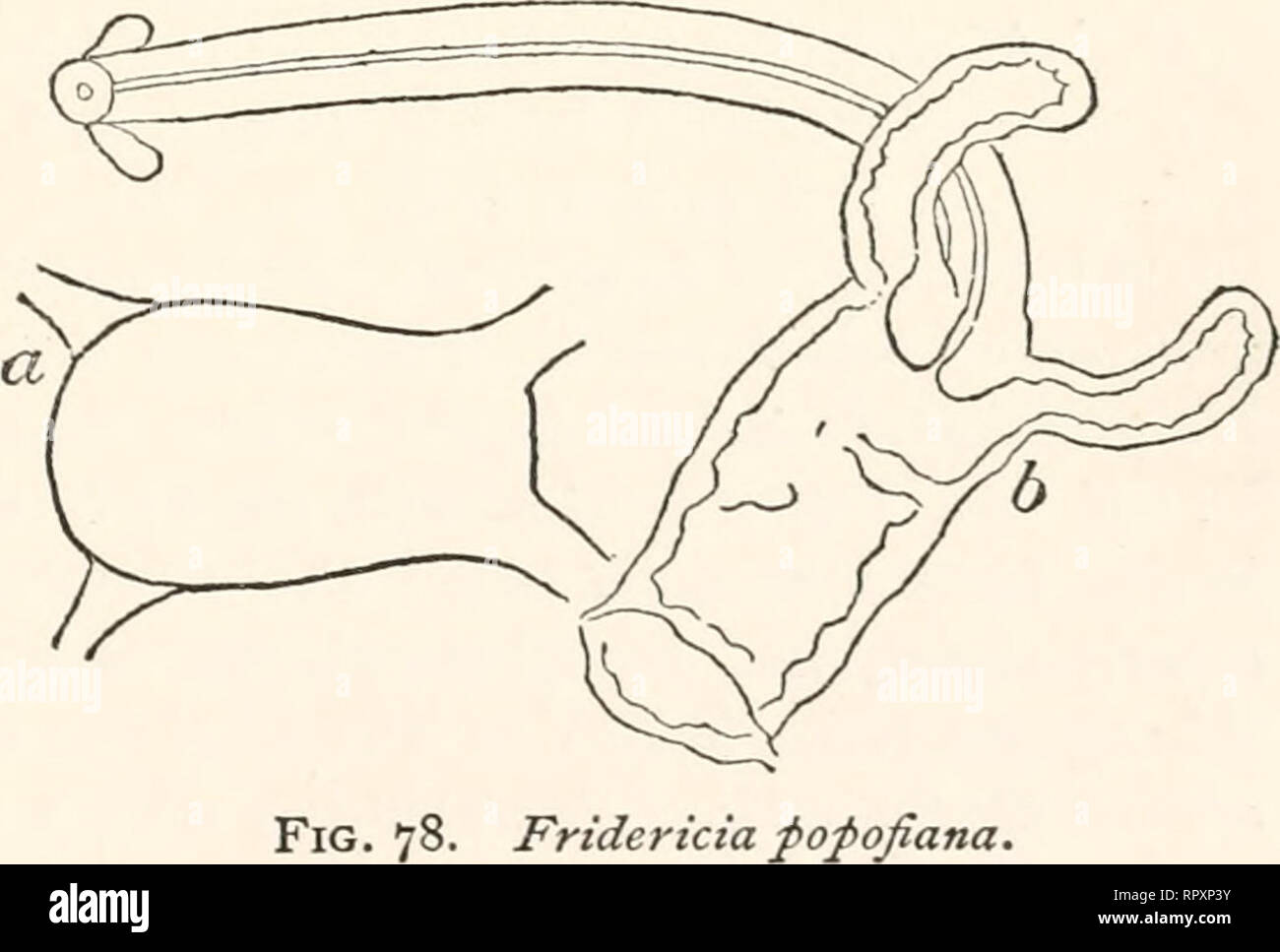 Alaska. Historia Natural -- Alaska; expediciones científicas; Alaska. Fig.  77. Fridericia santcEbarbarce. La localidad. - Dos especímenes de Santa  Bárbara, California, mayo de 1898. En la tierra del jardín. Los especímenes