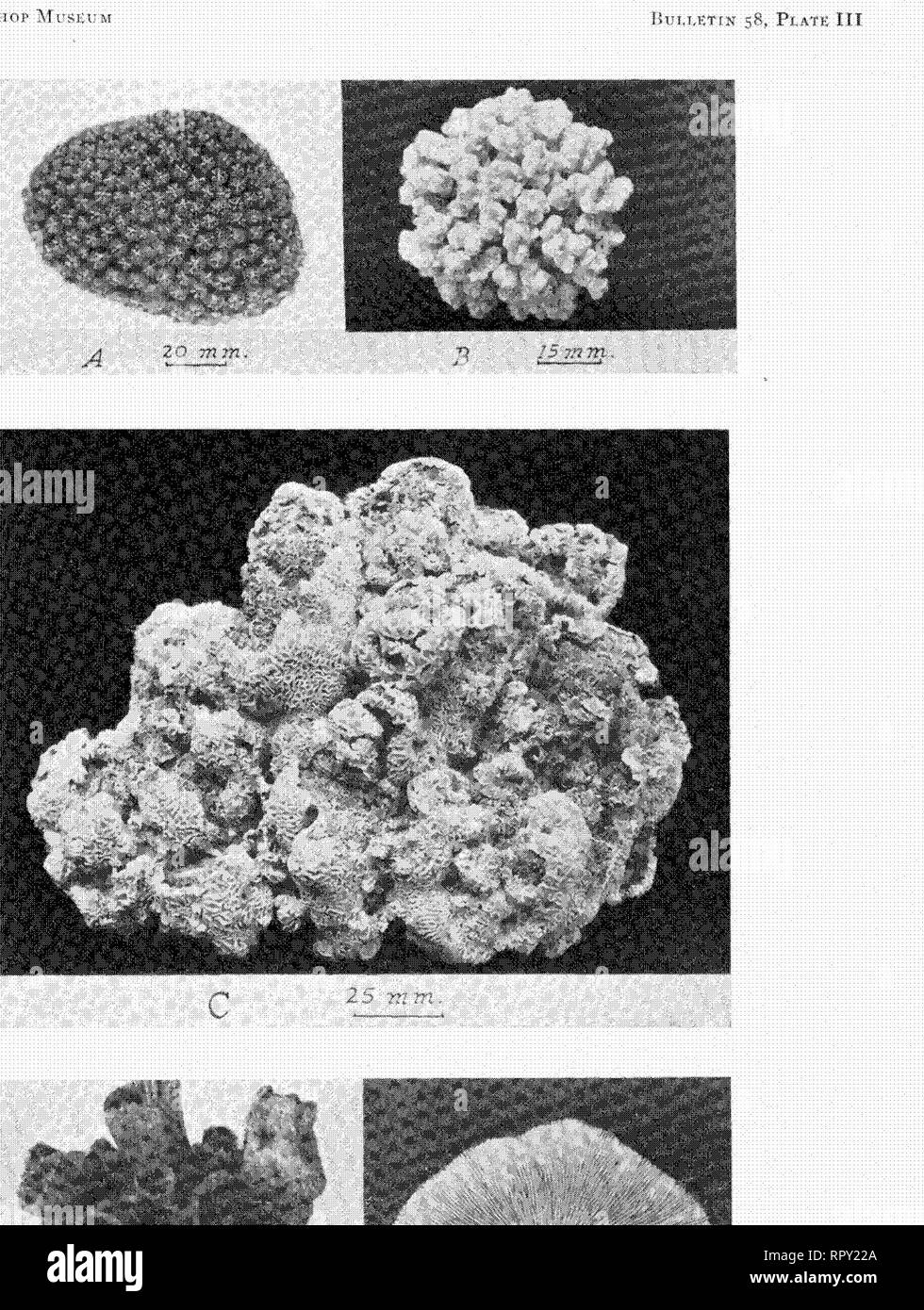 El Crecimiento De Los Corales Hawaianos Los Corales J Un Cof O W Gt P F H Ir I Tr Lt R Ci Si N B Dos Spiaiic S R Hrn S Omi R I V Un Cl K I Ij Compr Si I I Lii X Oi Yo Rj N S Loisata F Lt Rm Ahcal