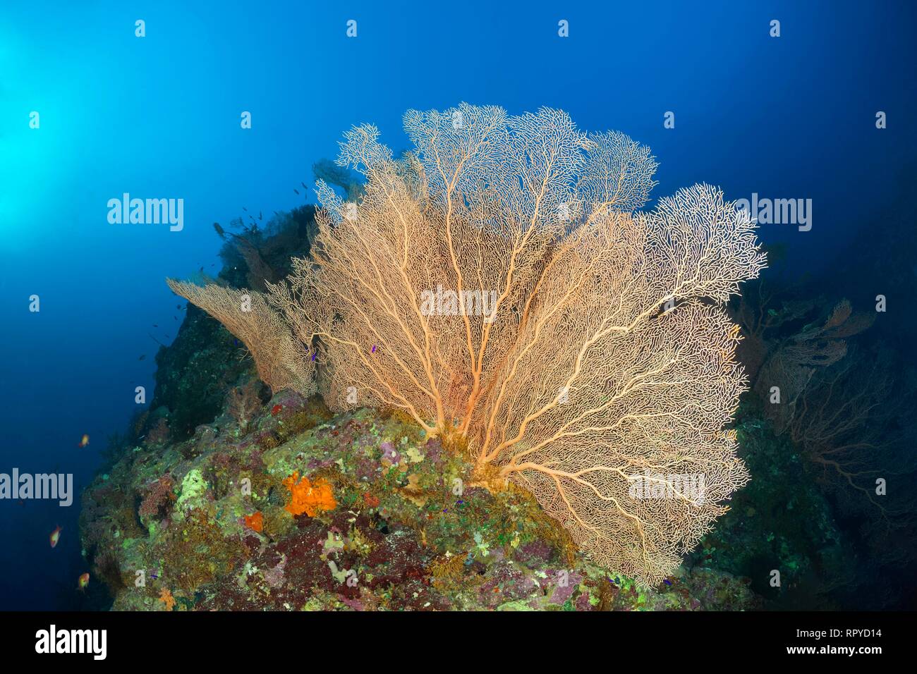 Arrecifes de Coral Ridge con fan de mar gigante (Annella mollis), Mar Rojo, Egipto Foto de stock