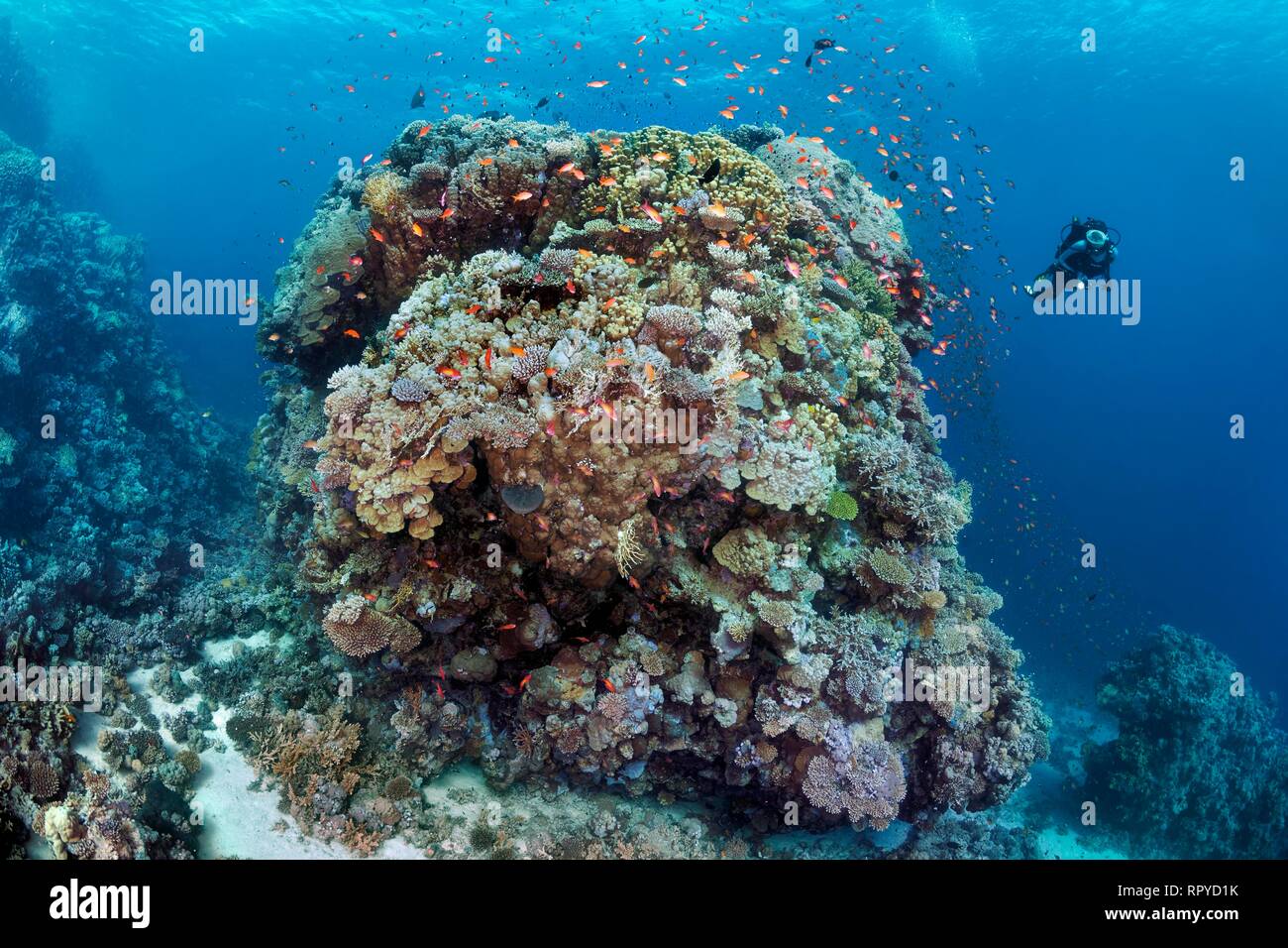 Diver, enormes bloques de coral de diferentes corales pétreos (Scleractinia), swarm (Anthias Anthiinae) Mar Rojo, Egipto Foto de stock