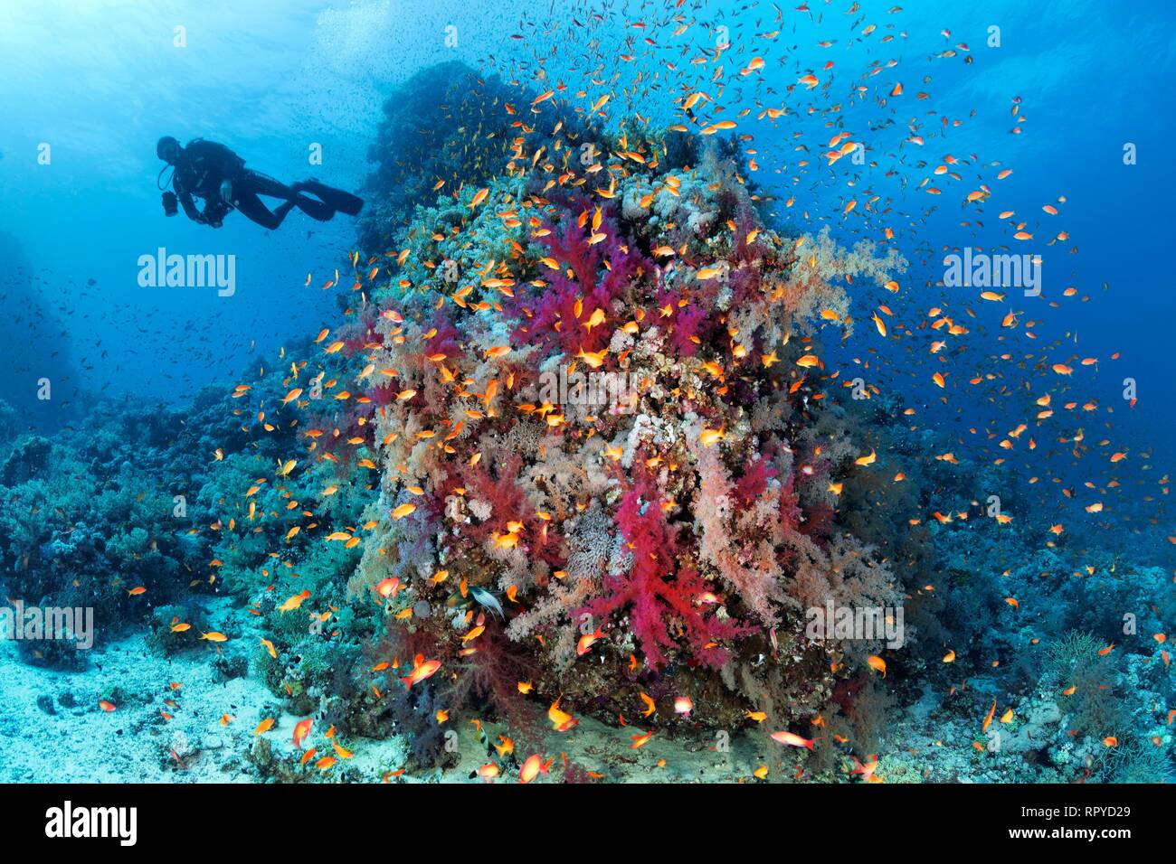 Diver en Coral Reef residuos densamente cubierto con muchos corales blandos (Alcyonacea), corales pétreos (Scleractinia) y Foto de stock