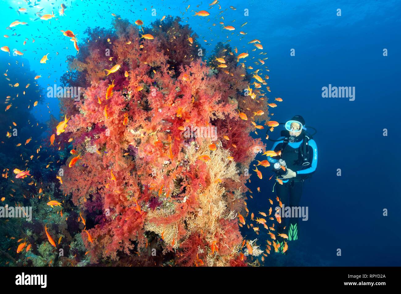 Diver buscar grandes bloques de coral con densa vegetación de corales blandos del Klunzinger (Dendronephthya klunzingeri) con Foto de stock