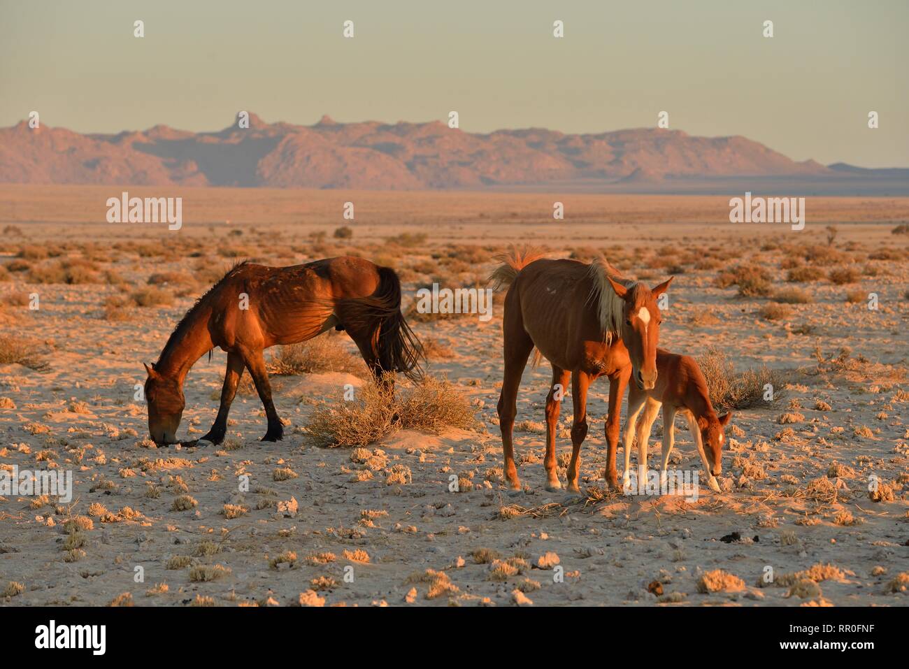 Zoología, mamíferos (Mammalia), el desierto de Namib, Namibia del caballo El caballo salvaje o el Namib (Equus ferus) cerca de el, Additional-Rights-Clearance-Info-Not-Available Foto de stock